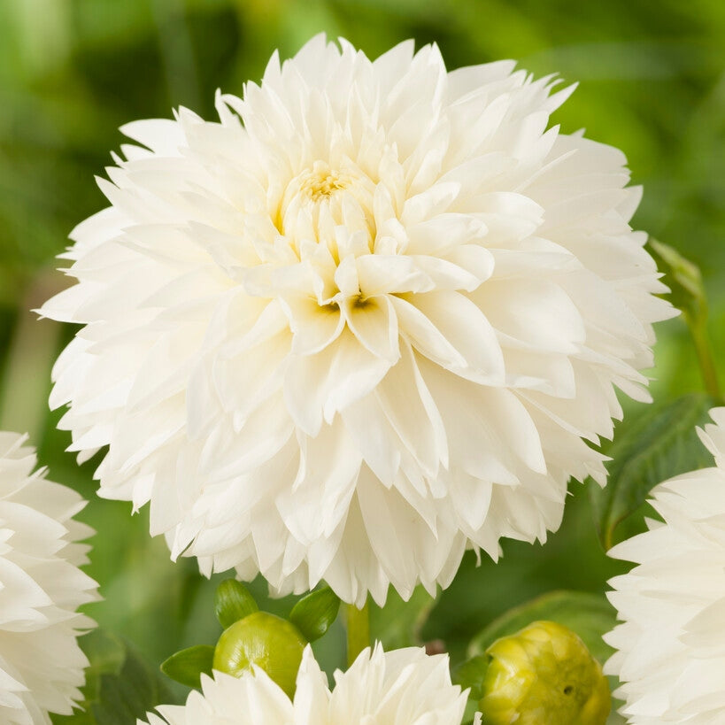 Dahlia Fubuki Myama 1-pack